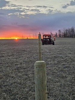 Pounding posts